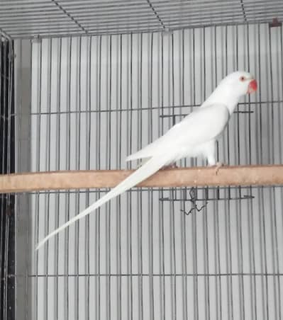 white female