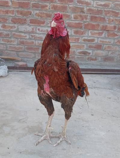 Peela aseel