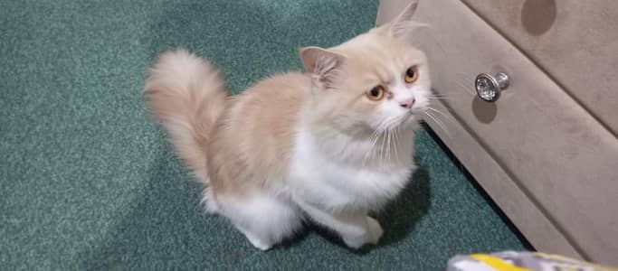playful and healthy Cream-White Persian Cat for sale