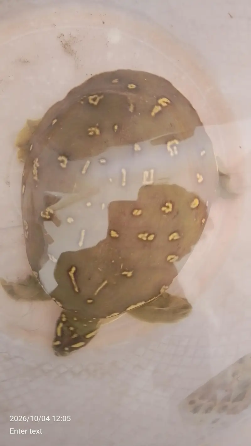peacock designed shell | softshell turtle — photo 4