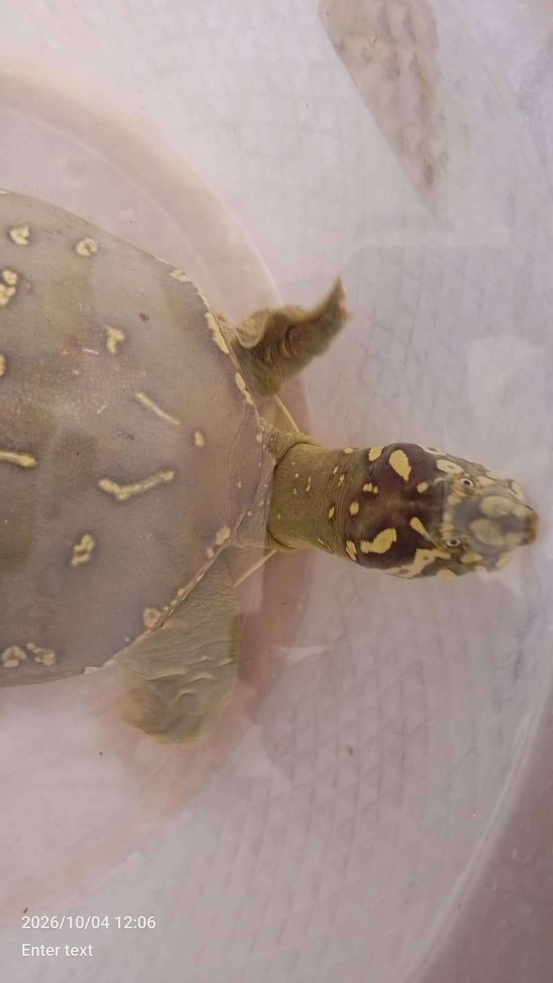 peacock designed shell | softshell turtle 4