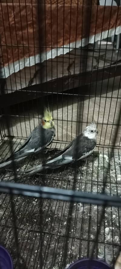 Cockatiel Breader pair breader