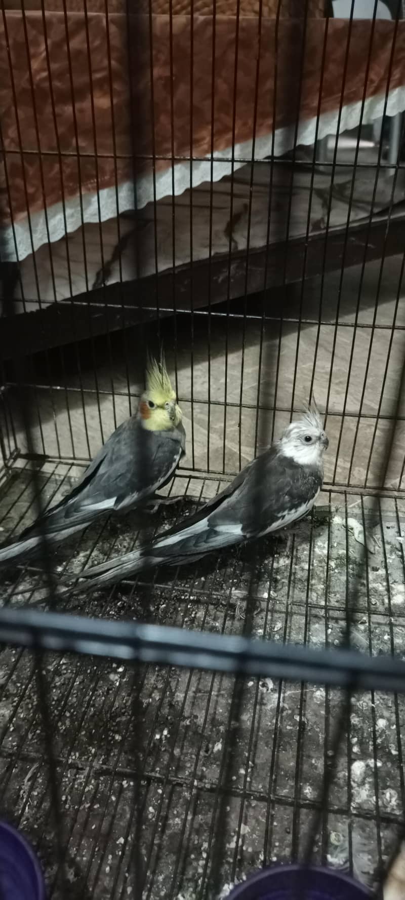Cockatiel Breader pair breader 0