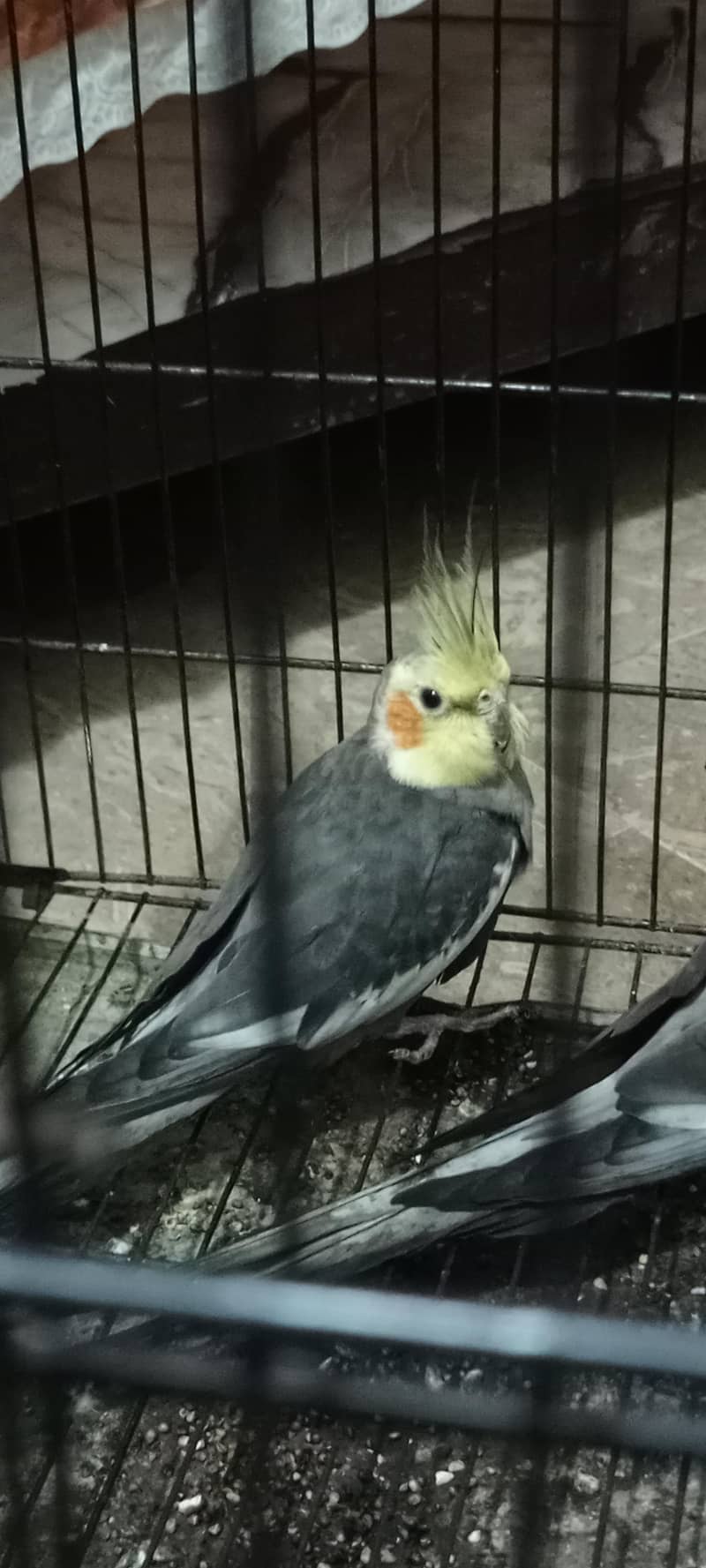 Cockatiel Breader pair breader 1