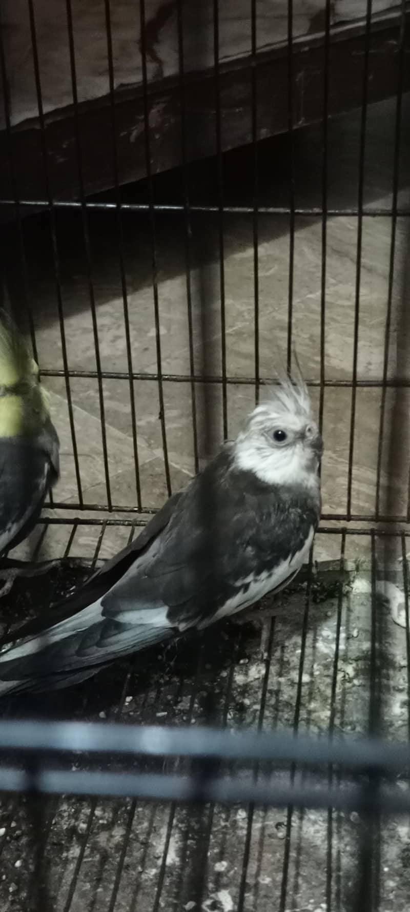 Cockatiel Breader pair breader 2