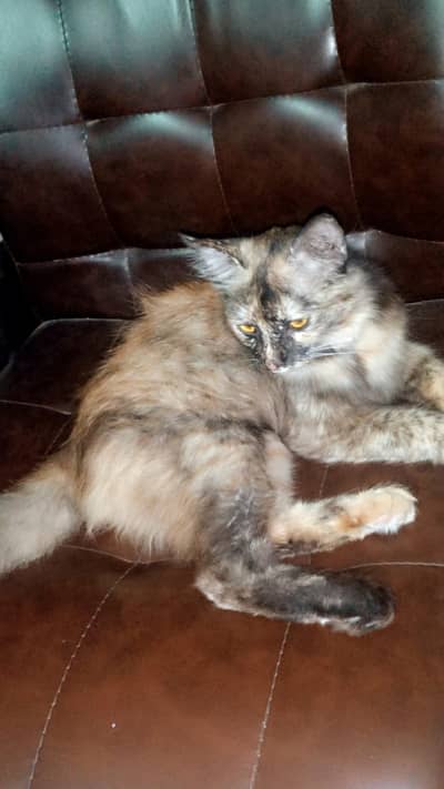 Persian Mix Breed Cat
