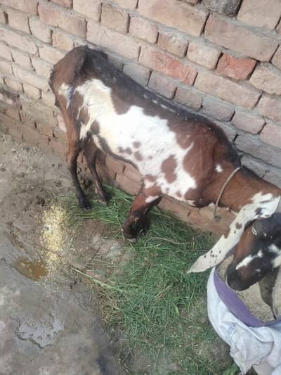 bakri for sale axhi quality hy 8 dant