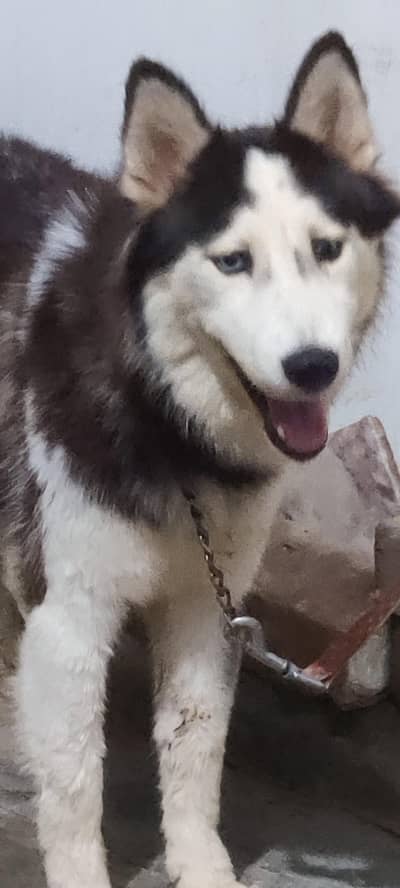 Siberian husky female for sale
