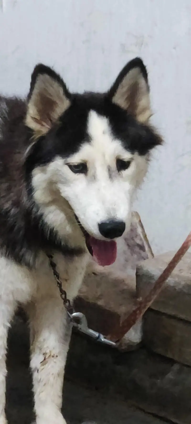Siberian husky female for sale — photo 2