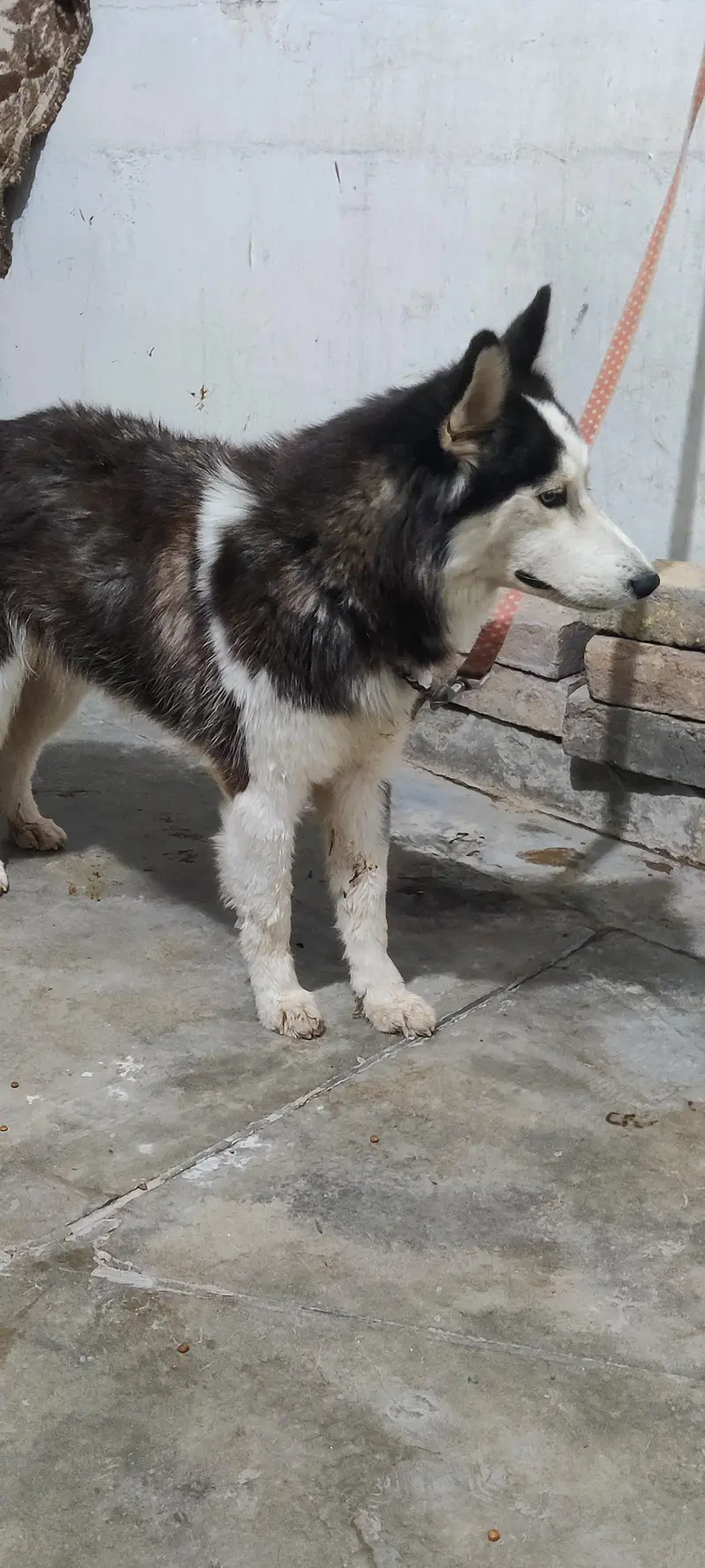 Siberian husky female for sale — photo 3