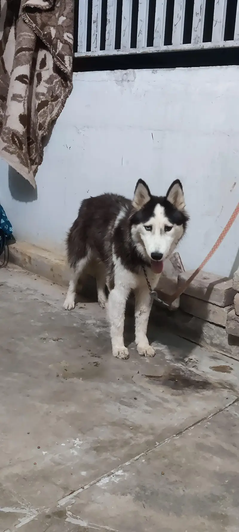 Siberian husky female for sale — photo 4