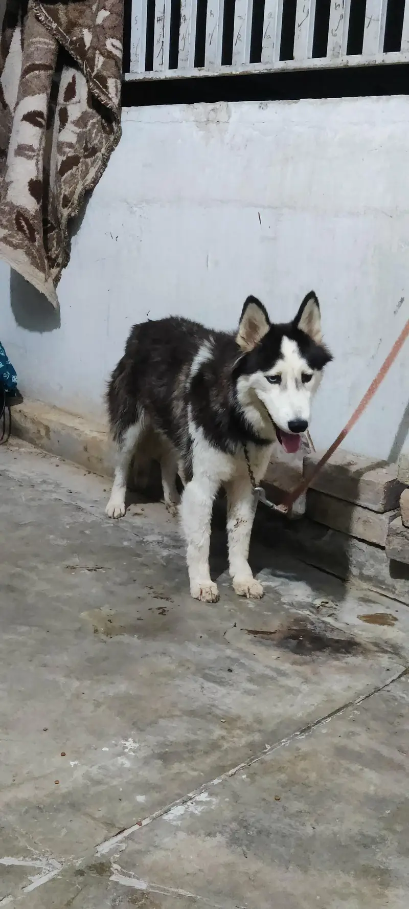 Siberian husky female for sale — photo 5