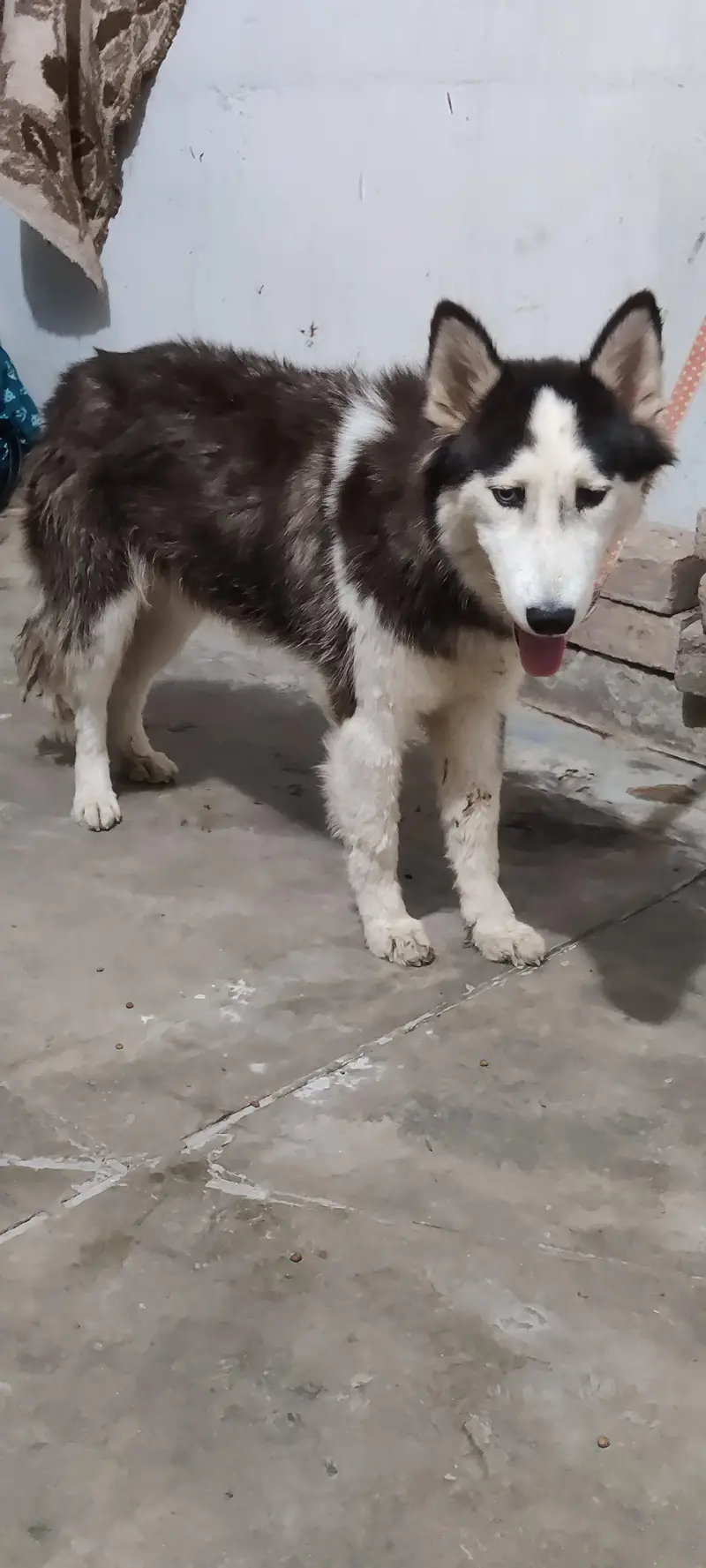 Siberian husky female for sale — photo 6