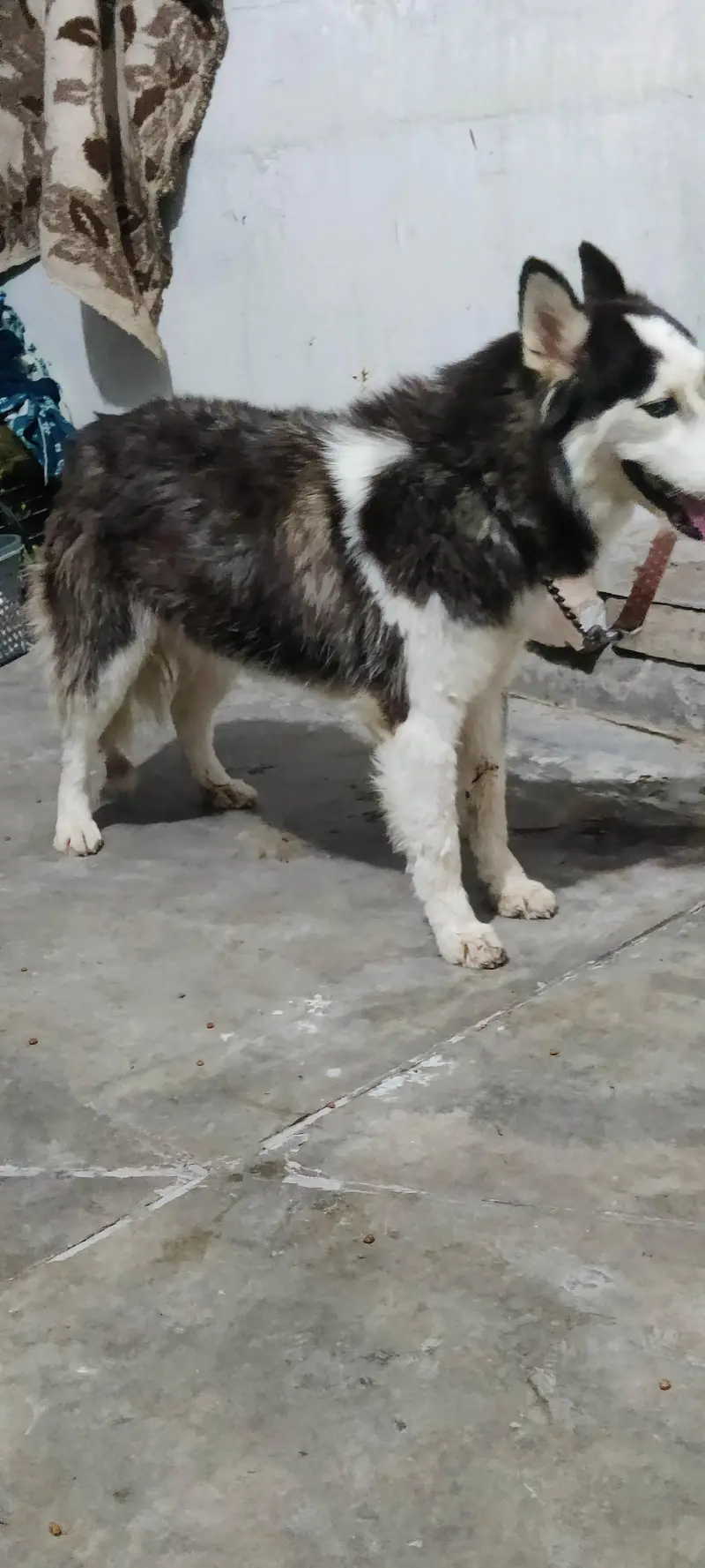 Siberian husky female for sale — photo 7