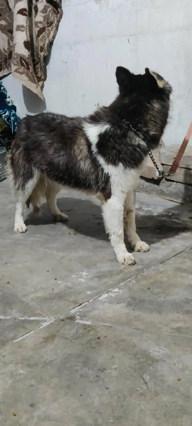 Siberian husky female for sale — photo 8