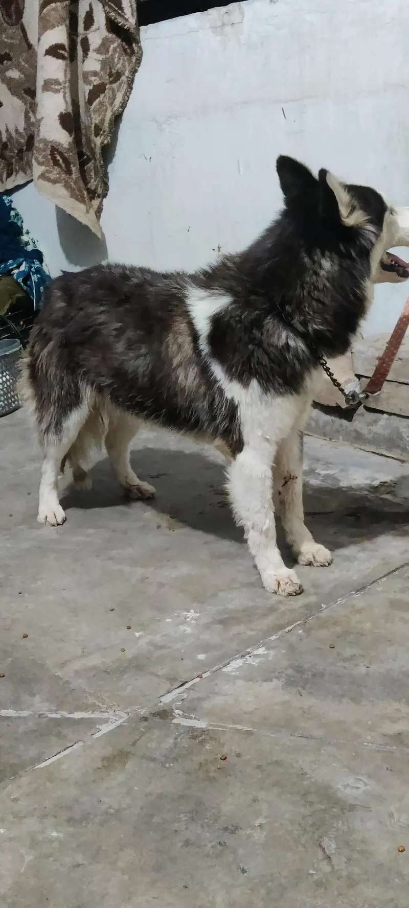 Siberian husky female for sale — photo 9