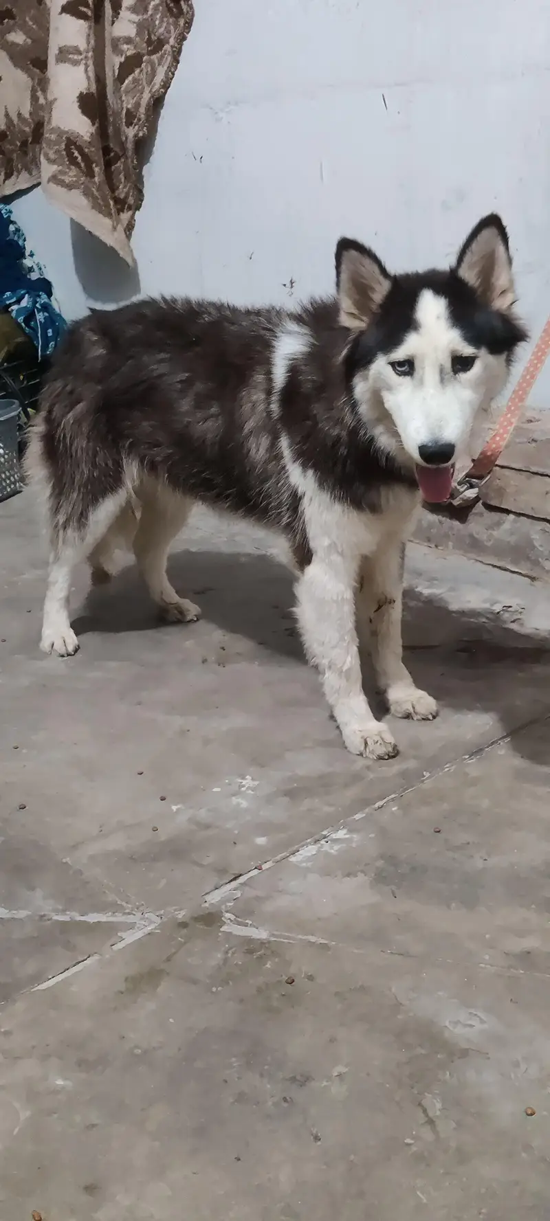 Siberian husky female for sale — photo 10