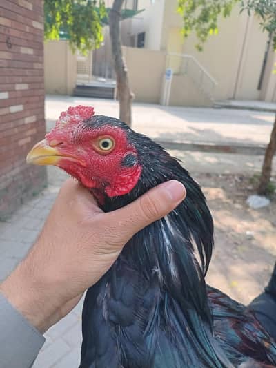 aseel amroha avalibale bohat acha murga hy