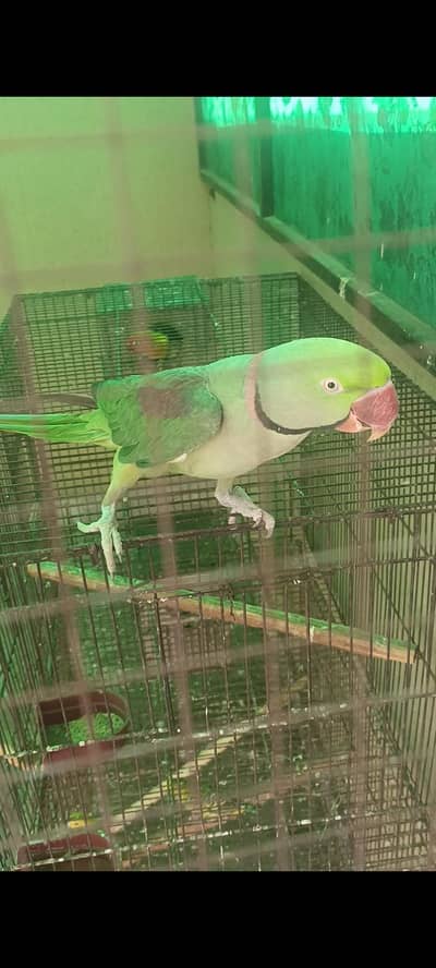 Raw male for sale