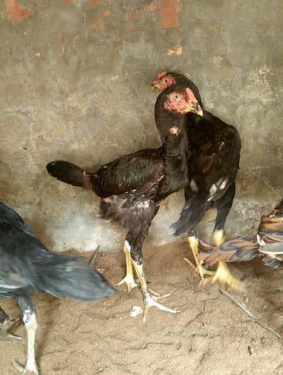 aseel 3 nar 2 madiyan healthy and active for sale