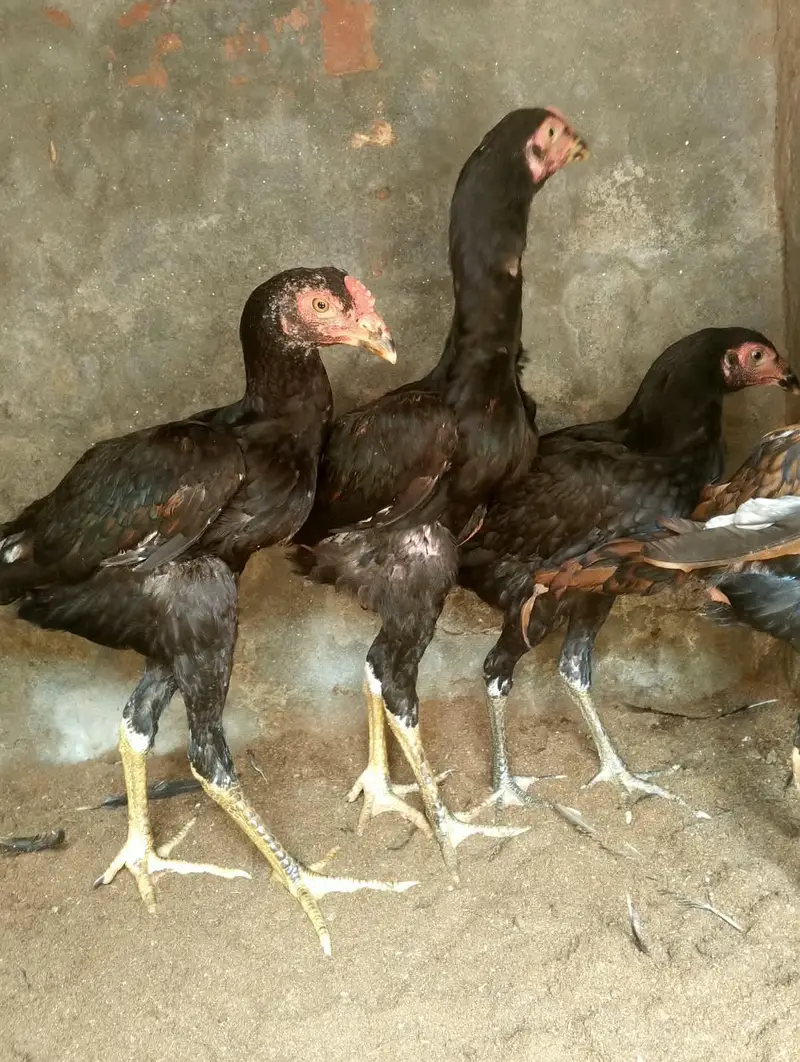 aseel 3 nar 2 madiyan healthy and active for sale — photo 2