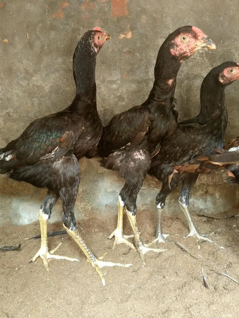 aseel 3 nar 2 madiyan healthy and active for sale — photo 3