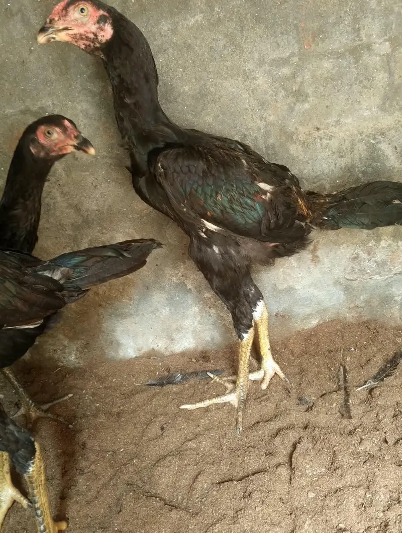 aseel 3 nar 2 madiyan healthy and active for sale — photo 4