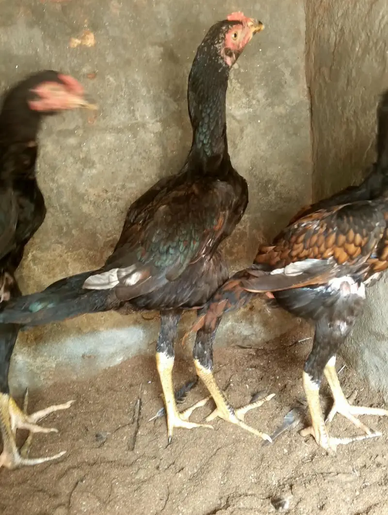 aseel 3 nar 2 madiyan healthy and active for sale — photo 5