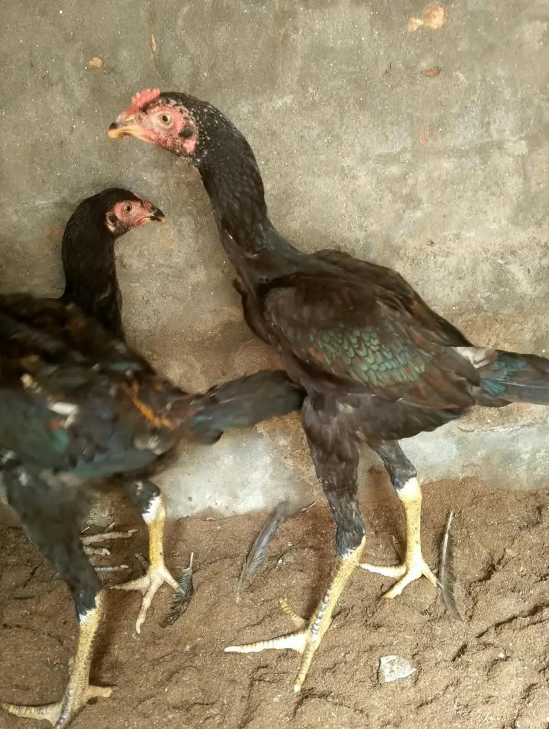 aseel 3 nar 2 madiyan healthy and active for sale — photo 6