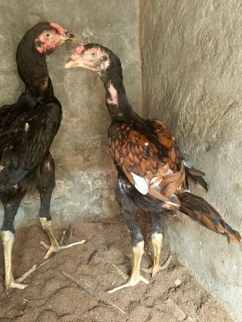 aseel 3 nar 2 madiyan healthy and active for sale — photo 7