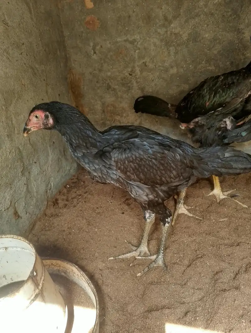aseel 3 nar 2 madiyan healthy and active for sale — photo 8