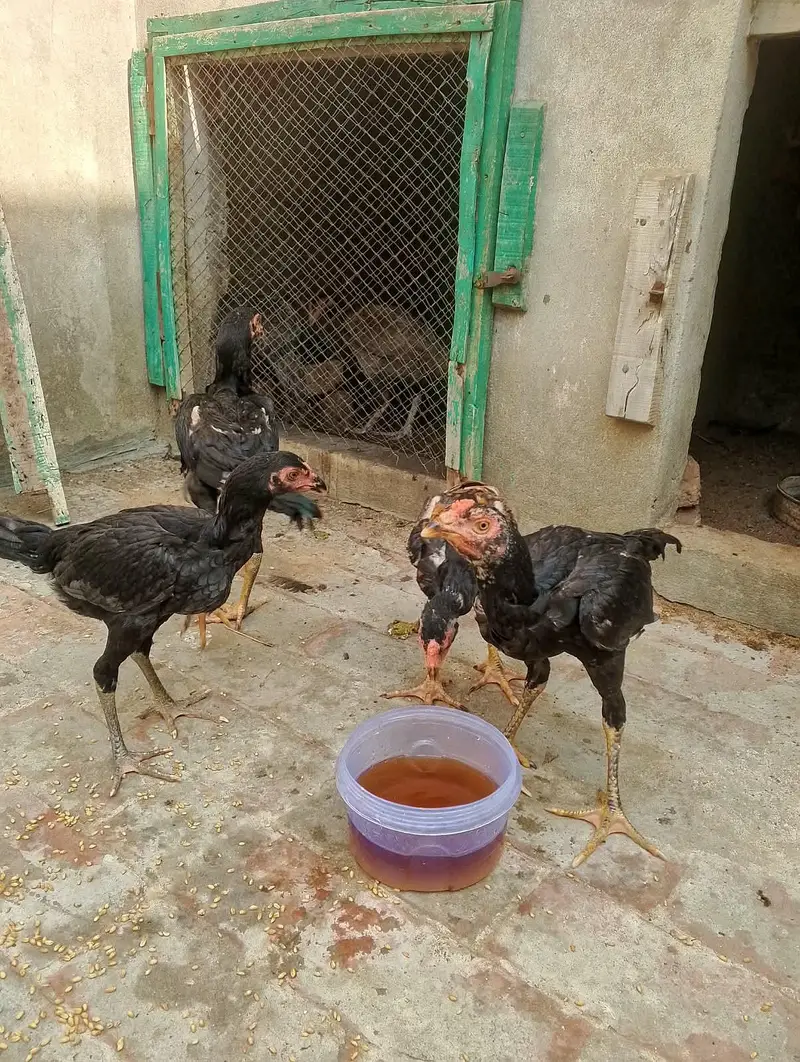 aseel 3 nar 2 madiyan healthy and active for sale — photo 9