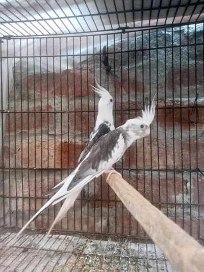 Whiteface Pied Cockatiel Pair Healthy active nail tail fly All ok