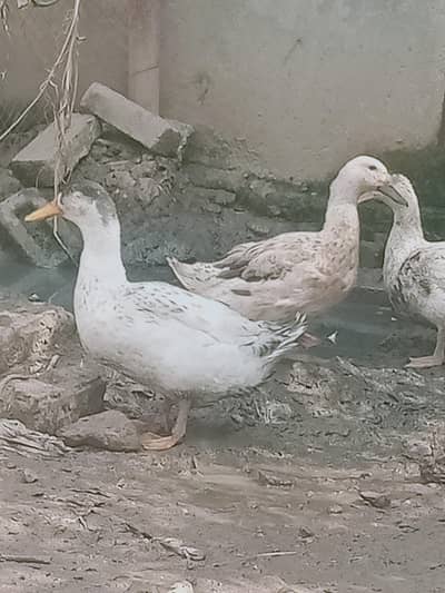 6 adad ducks