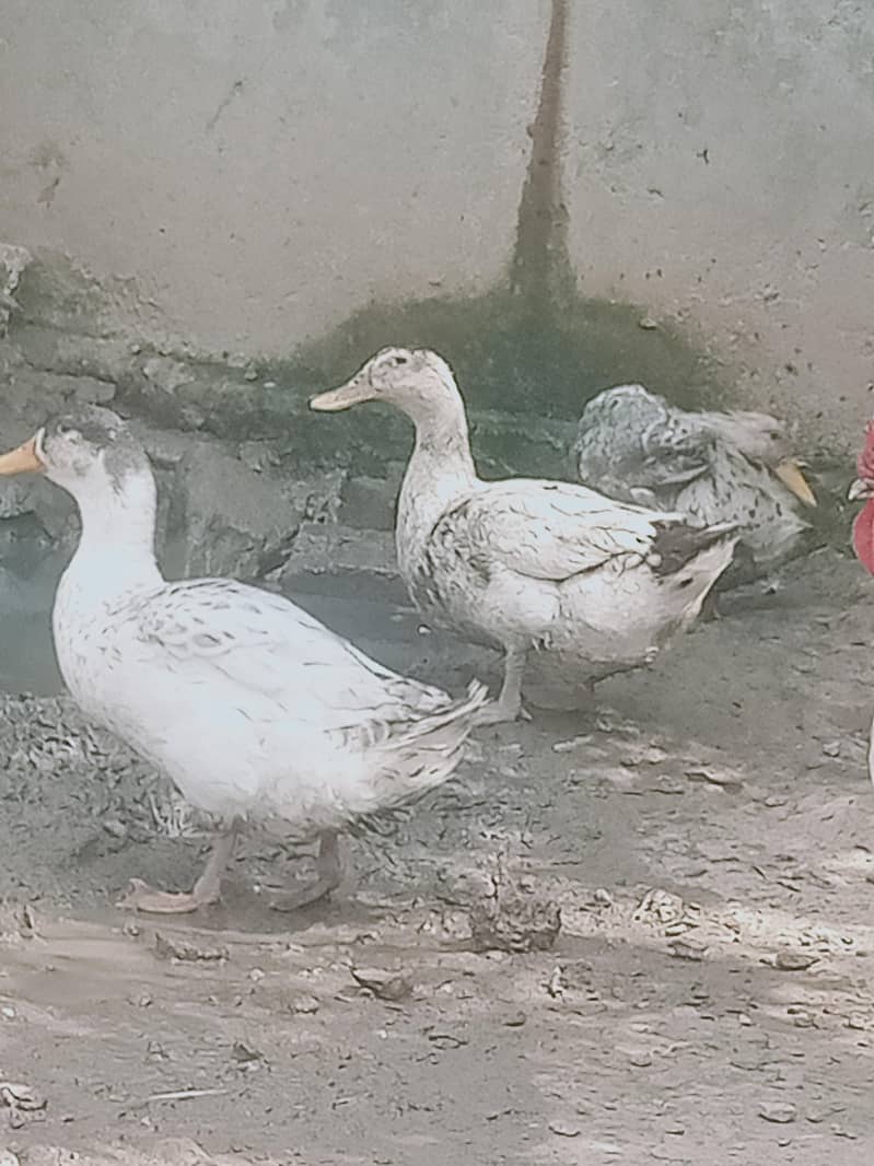 6 adad ducks 1