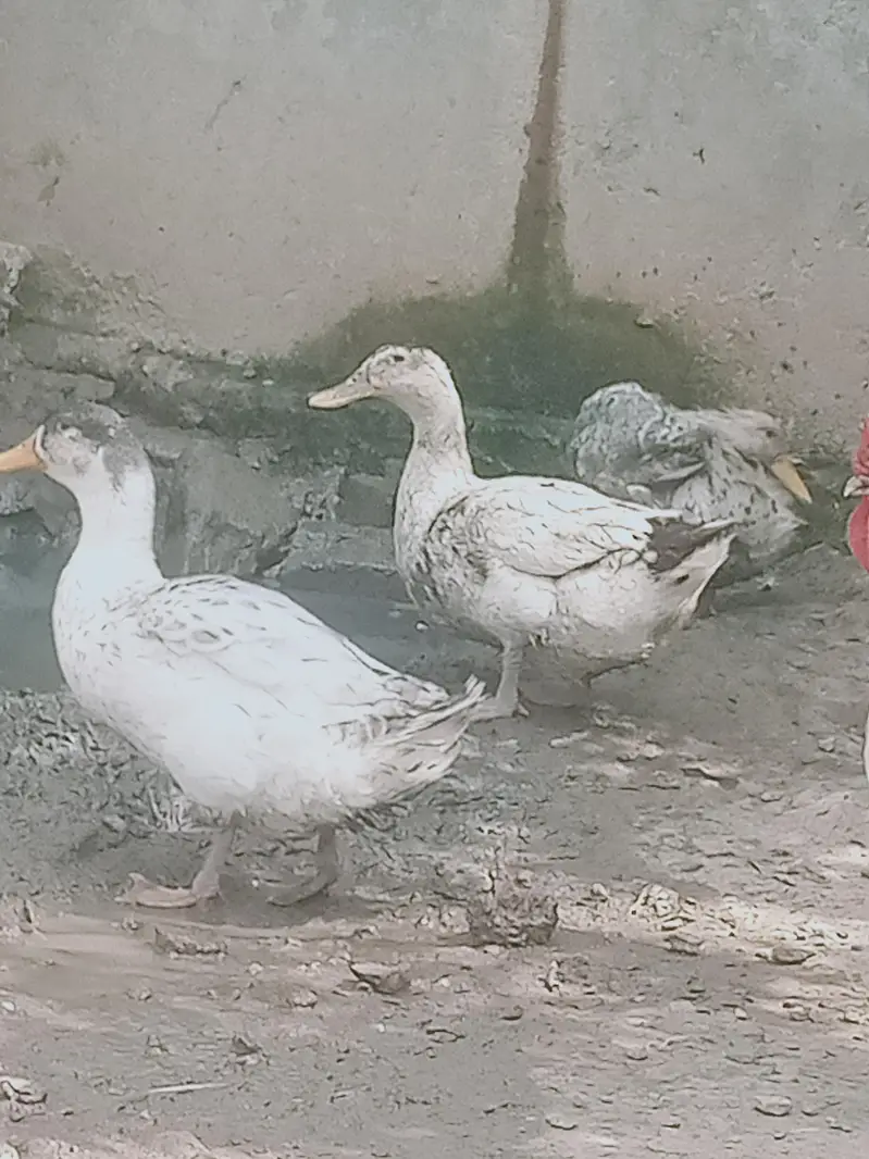 6 adad ducks — photo 2