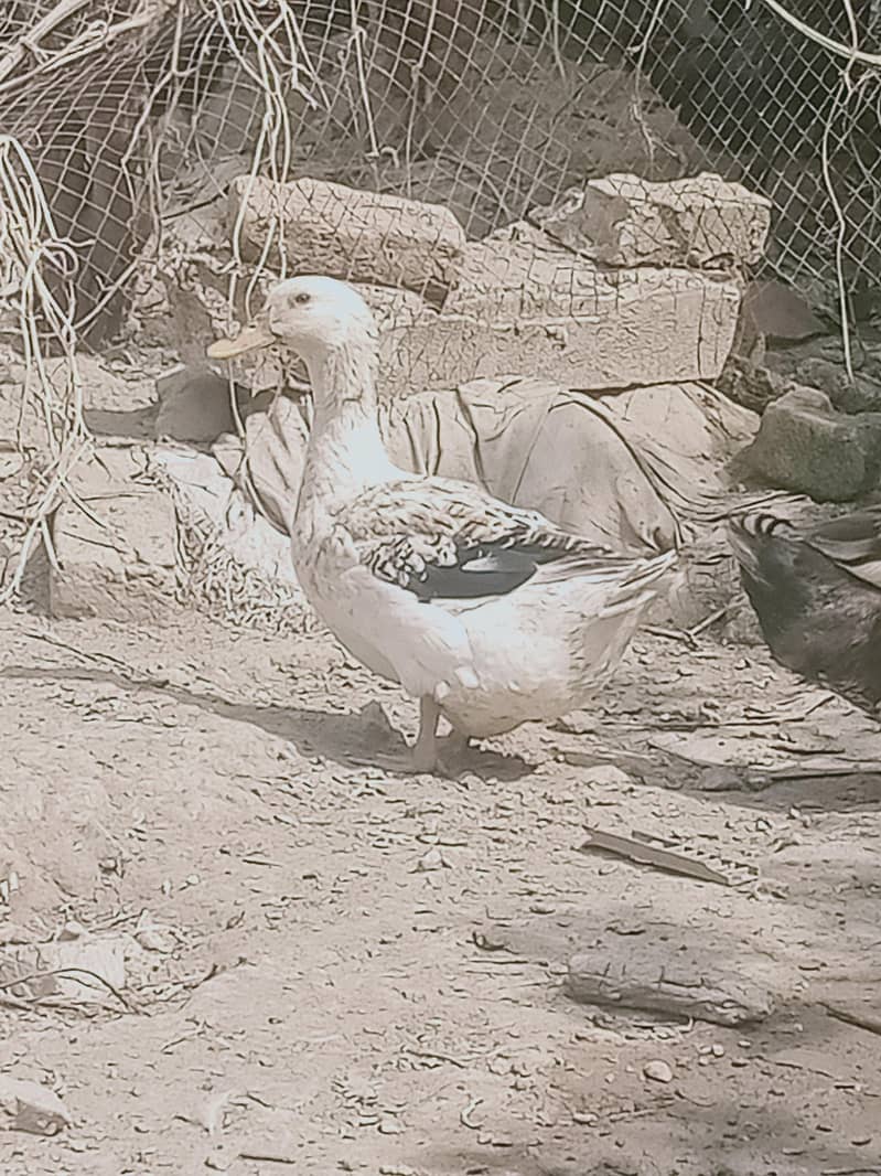 6 adad ducks 2