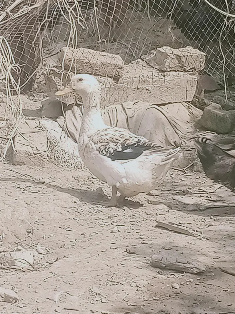 6 adad ducks — photo 3