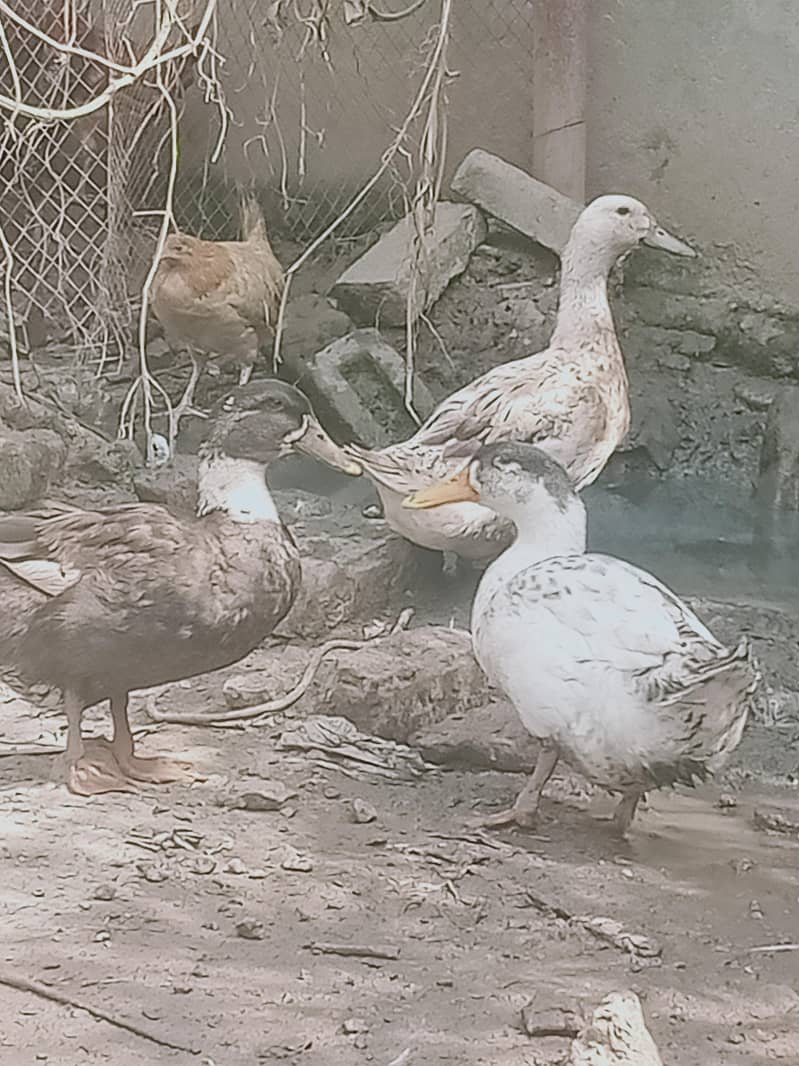6 adad ducks 3