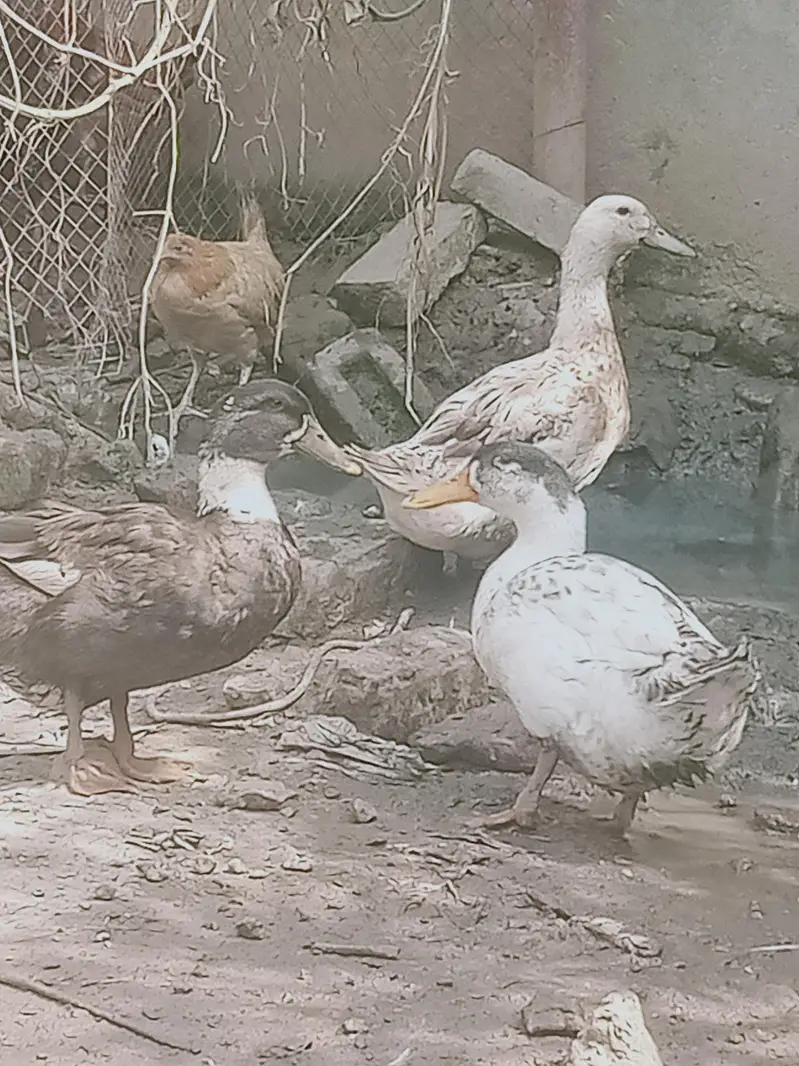 6 adad ducks — photo 4