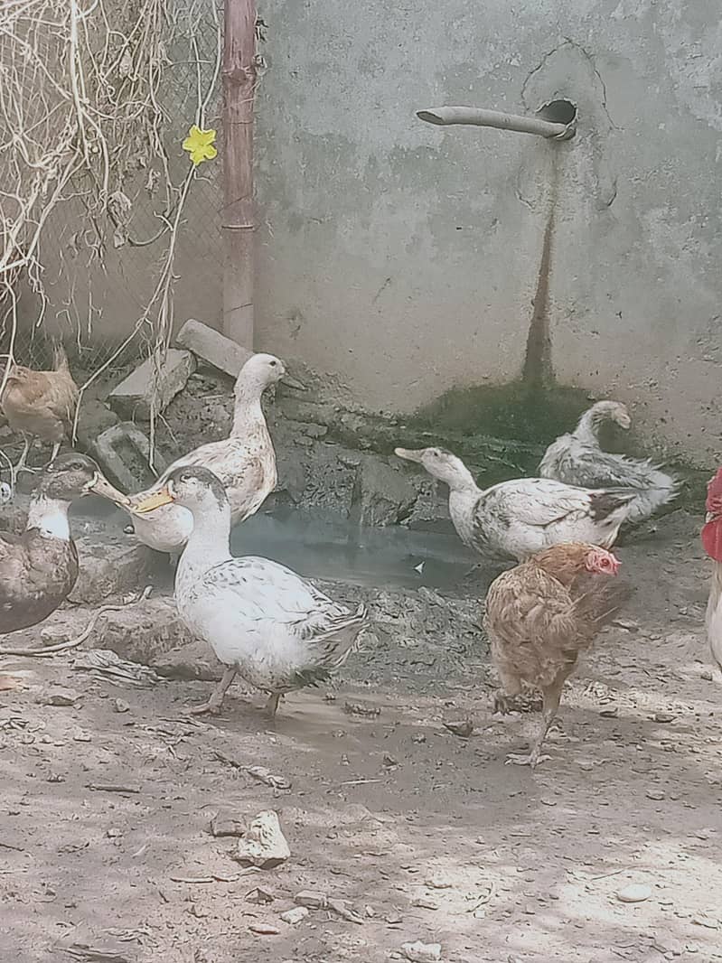 6 adad ducks 4