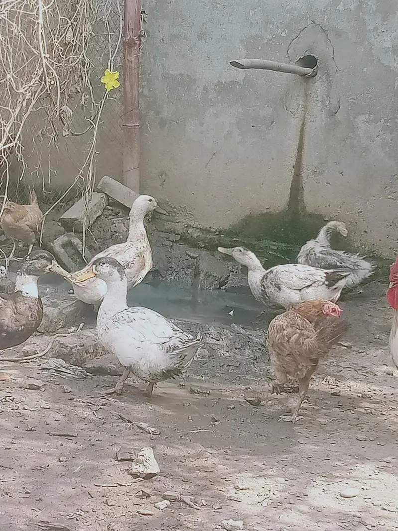 6 adad ducks — photo 5