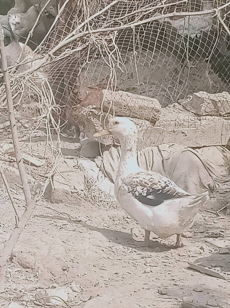 6 adad ducks 5