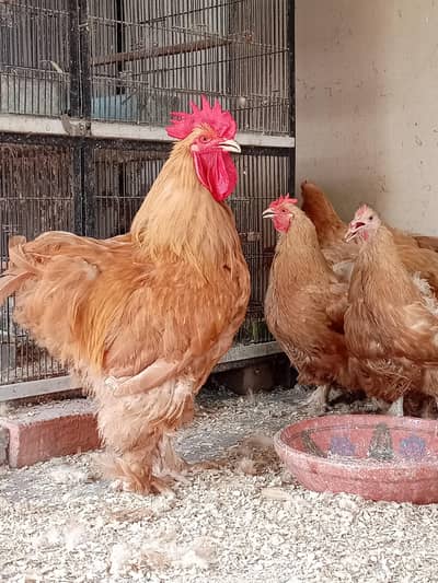 Heavy Golden buff Breeder