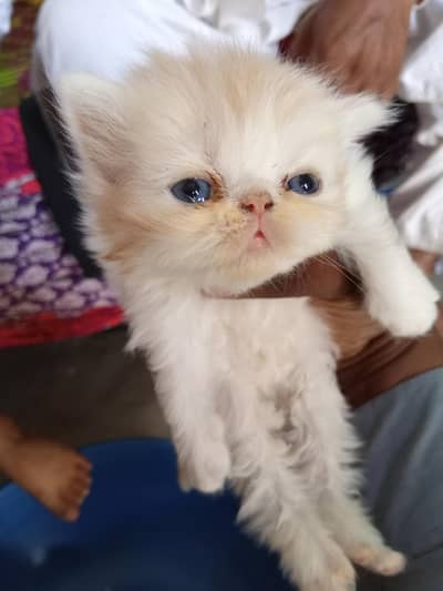 Beautiful Peke Face Persian Kittens – 1 Month – Islamabad