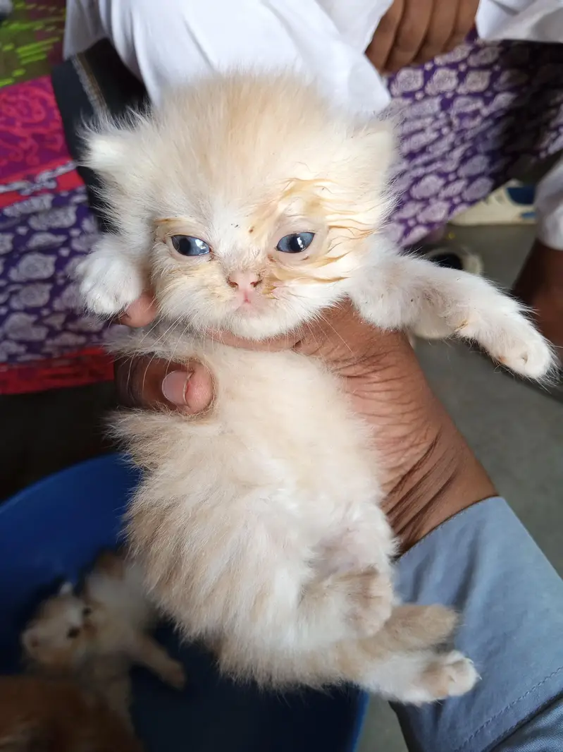 Beautiful Peke Face Persian Kittens – 1 Month – Islamabad — photo 2