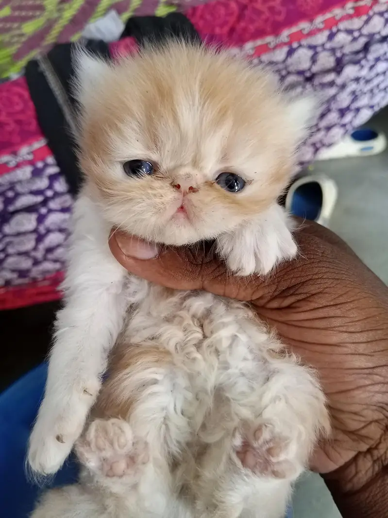 Beautiful Peke Face Persian Kittens – 1 Month – Islamabad — photo 3