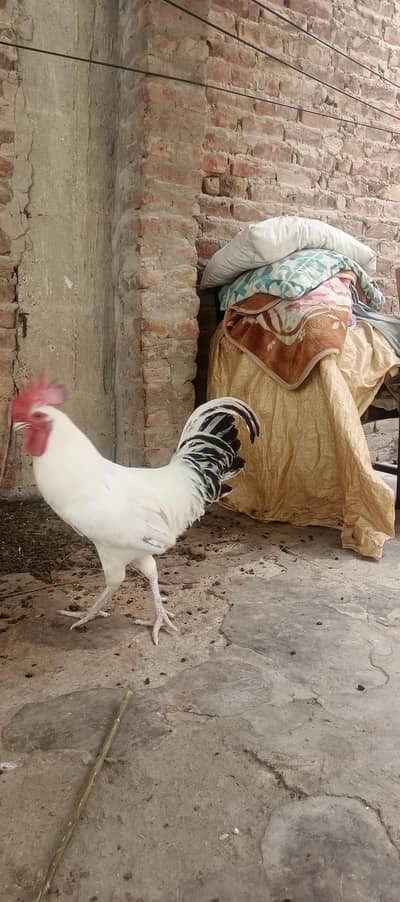Pain for hens