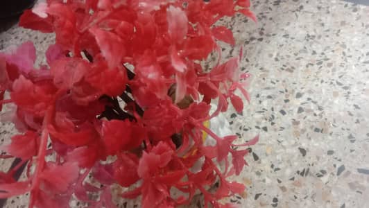 home decoration plant