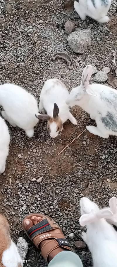 20 male and female rabbit red eye   pair